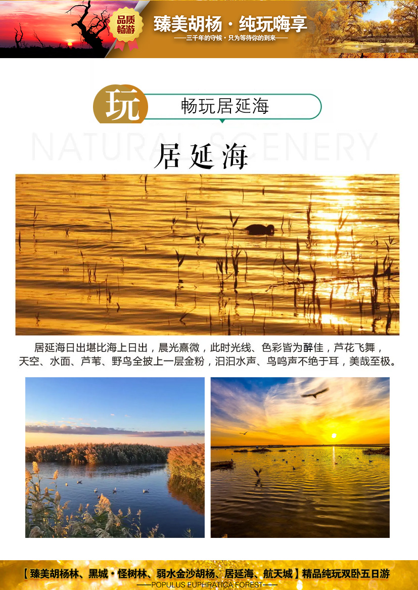 臻美胡杨-2023_08